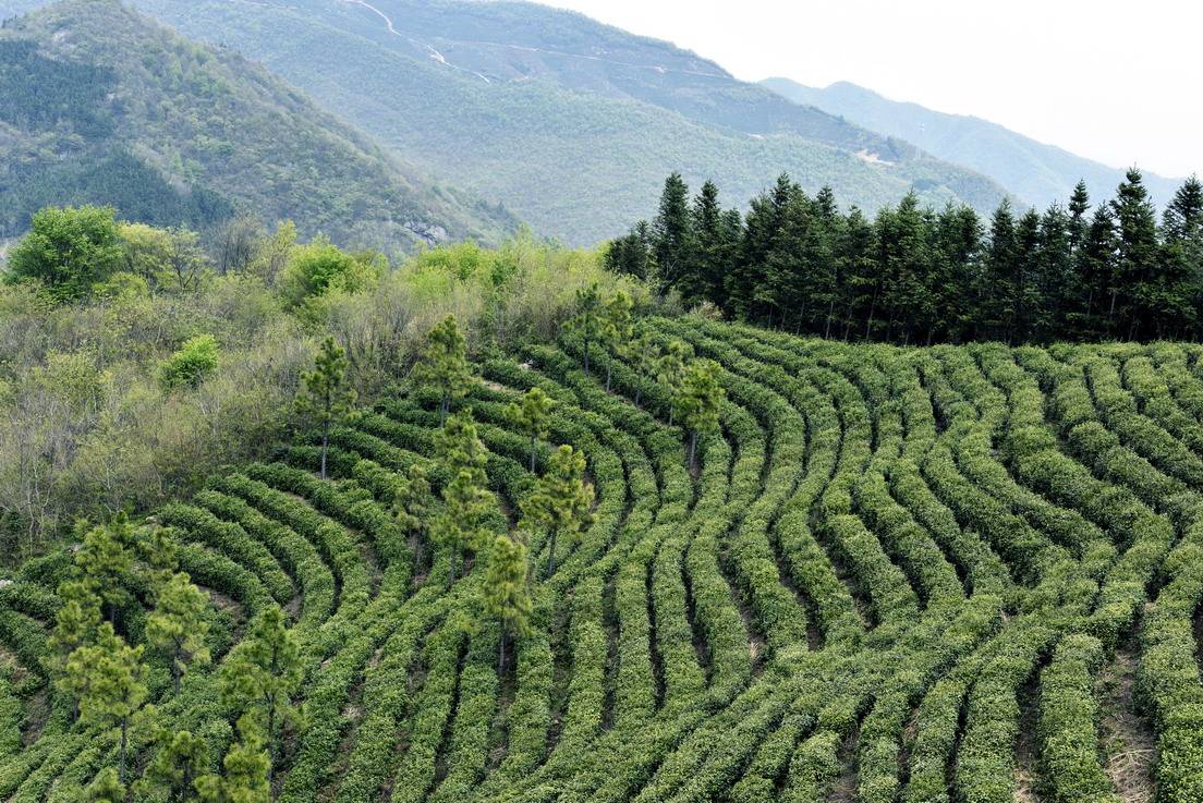 程其才:大别山上垦茶人