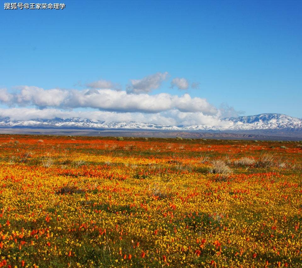 坐太岁属虎,冲太岁属猴,偏冲太岁属蛇猪者),以及犯『丧门』星的生肖