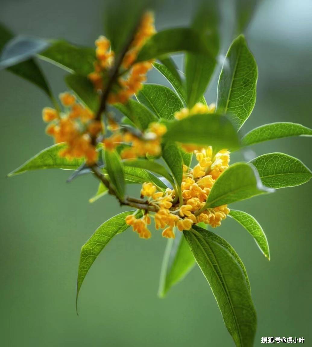 唐道泫談屬牛生肖的人適合養什麼花哪些花有助於運勢