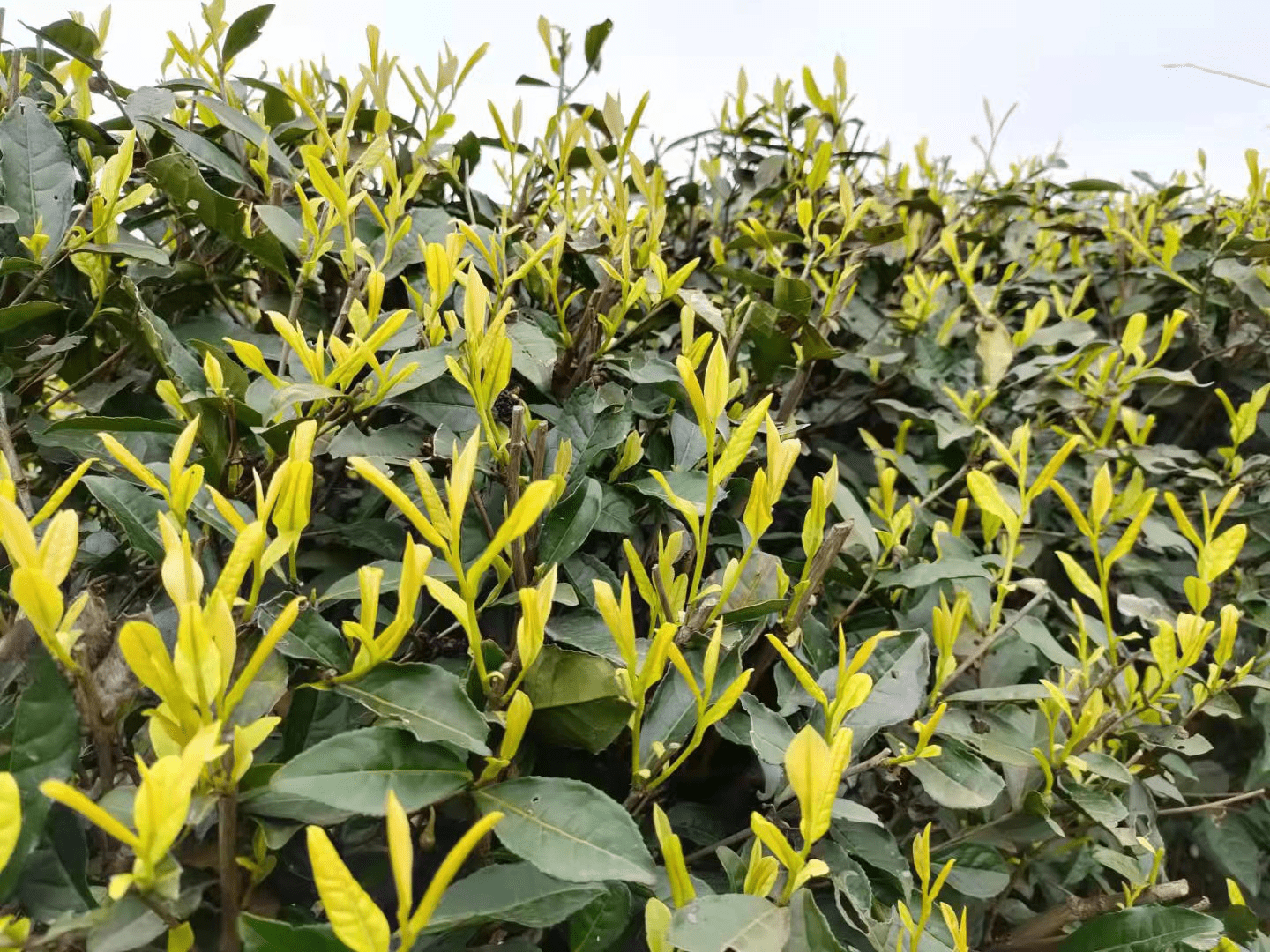 湖南仙峰老树茶今年新茗上市_茶叶_茶树_茶道