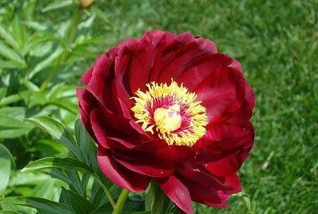 原创近几天桃花怜惜情火未灭红鸾折桃花诉说痴心重续未了情