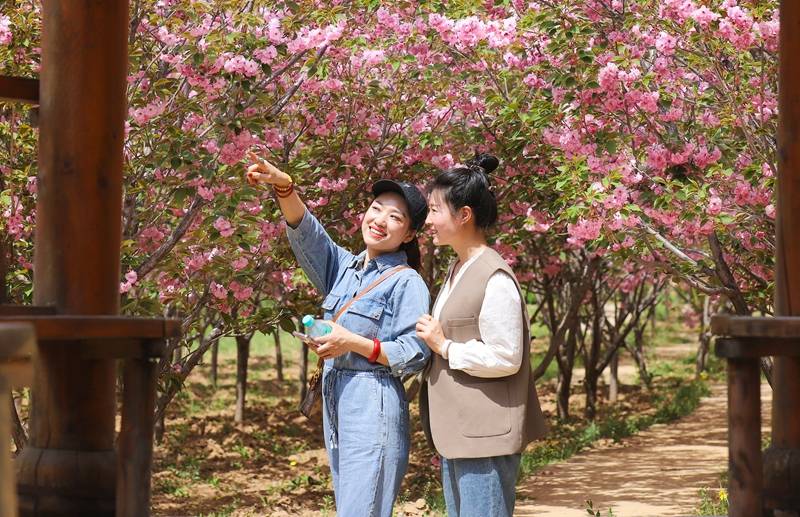 夏县堆云洞景区樱花绽放美如画