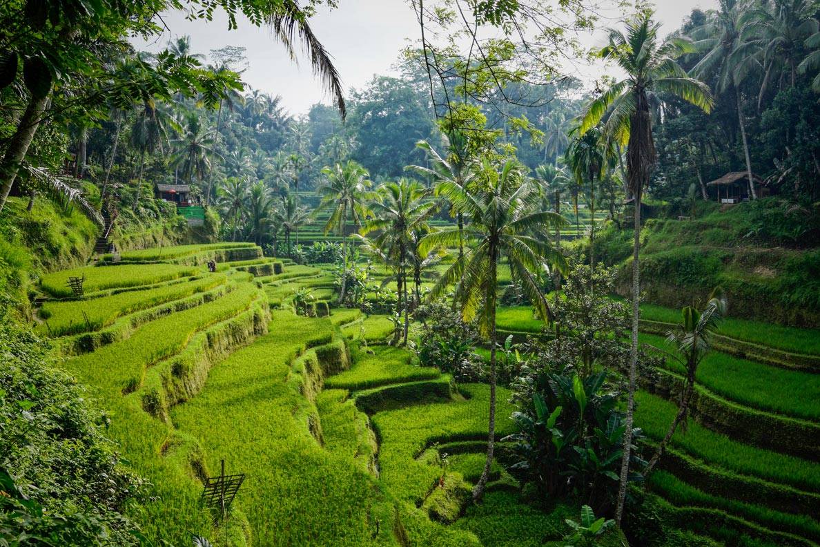 印尼森林覆盖率图片