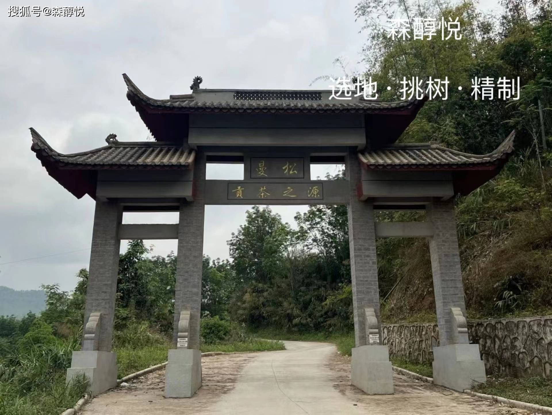 原创古六大茶山之倚邦茶山