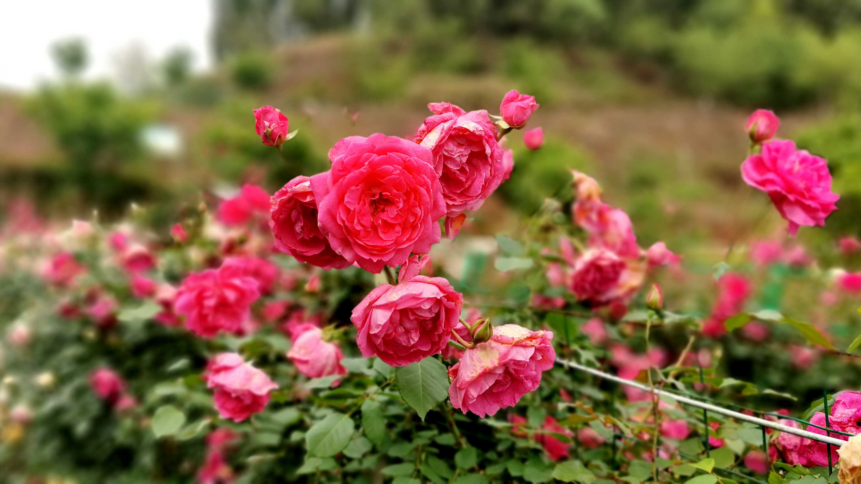 由於瀾嶺江花的玫瑰花開南充北湖公園變得冷清多了