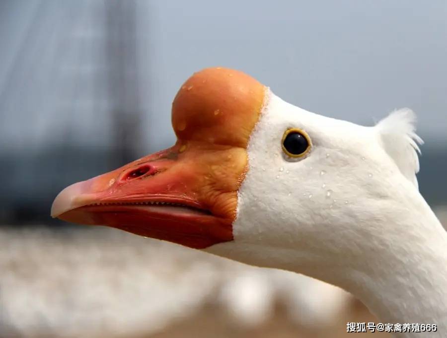 鹅多少日龄头上长包 如何加快鹅性成熟长头瘤_活动_控制_地方
