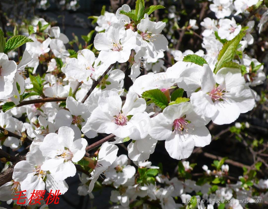 诗经 里的植物辨识 三十一 唐棣 棠棣和常棣 郁李 白杨 郭璞