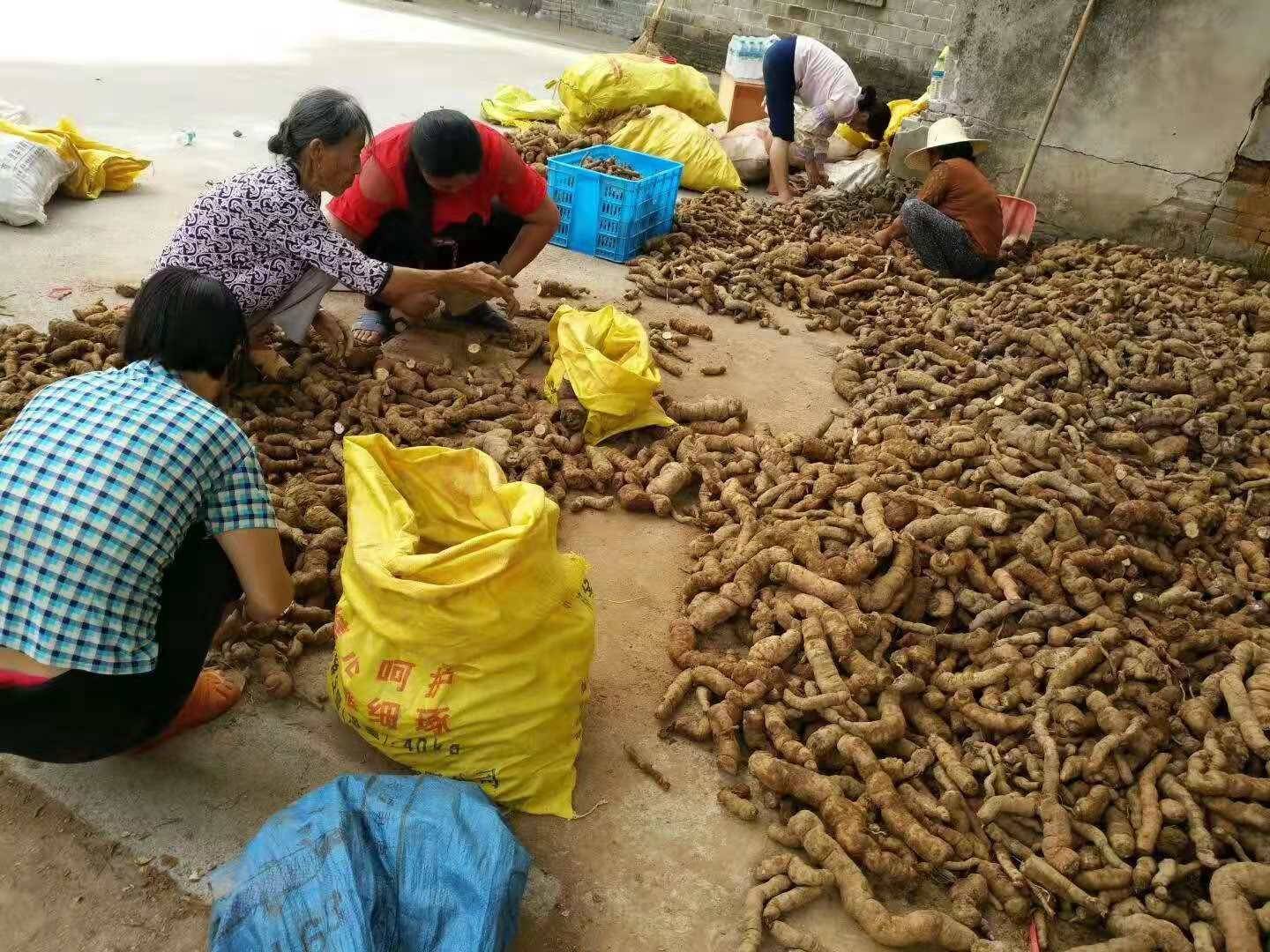 农村创业新项目粉防己的介绍种植技术种植前景