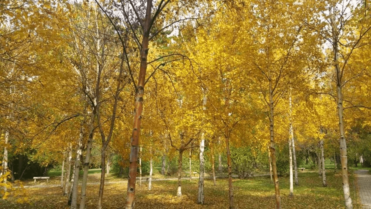 一起來看看東北林業大學哪個專業好拿實力說話