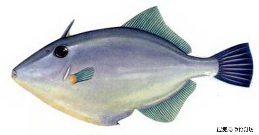 tan family fish head图片