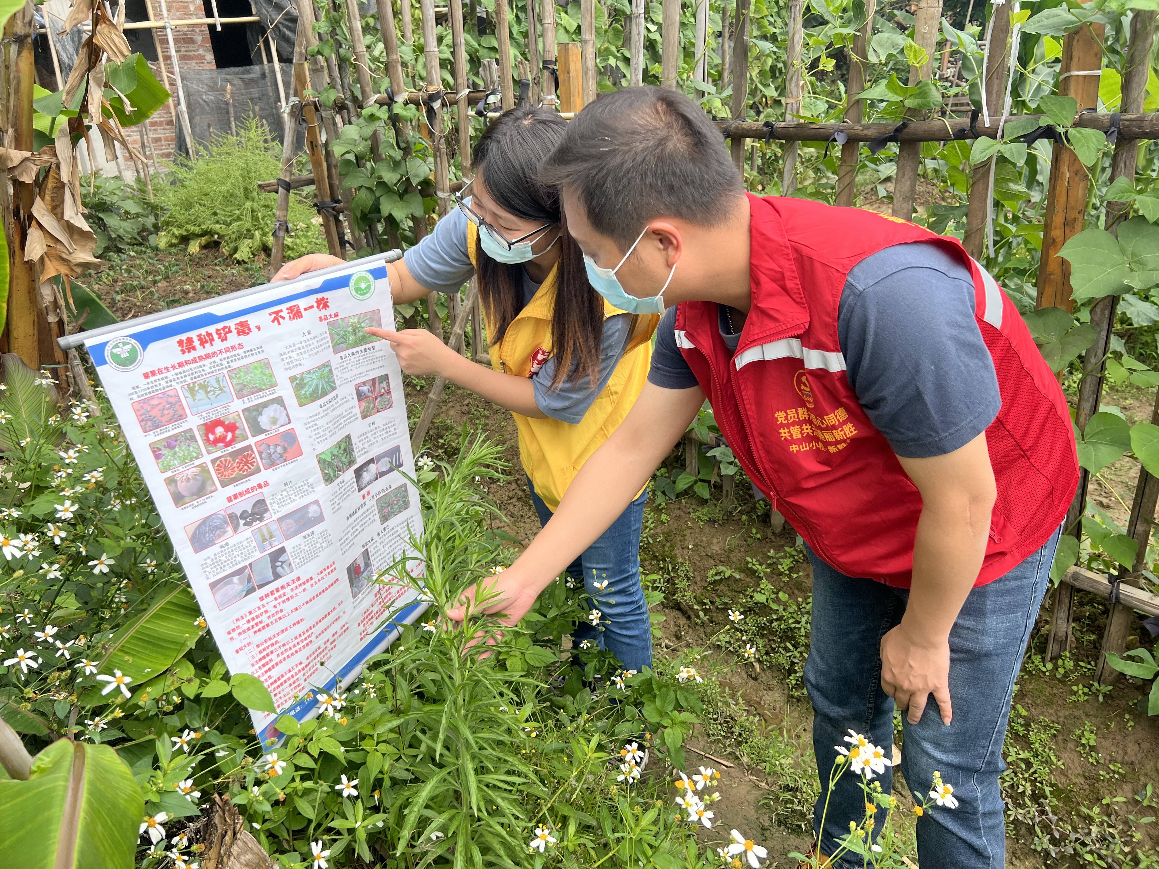 新胜村开展禁种铲毒踏查行动