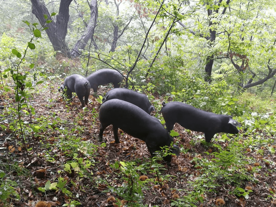 养猪带来扶贫助农新希望云创心选与农户签订代养协议