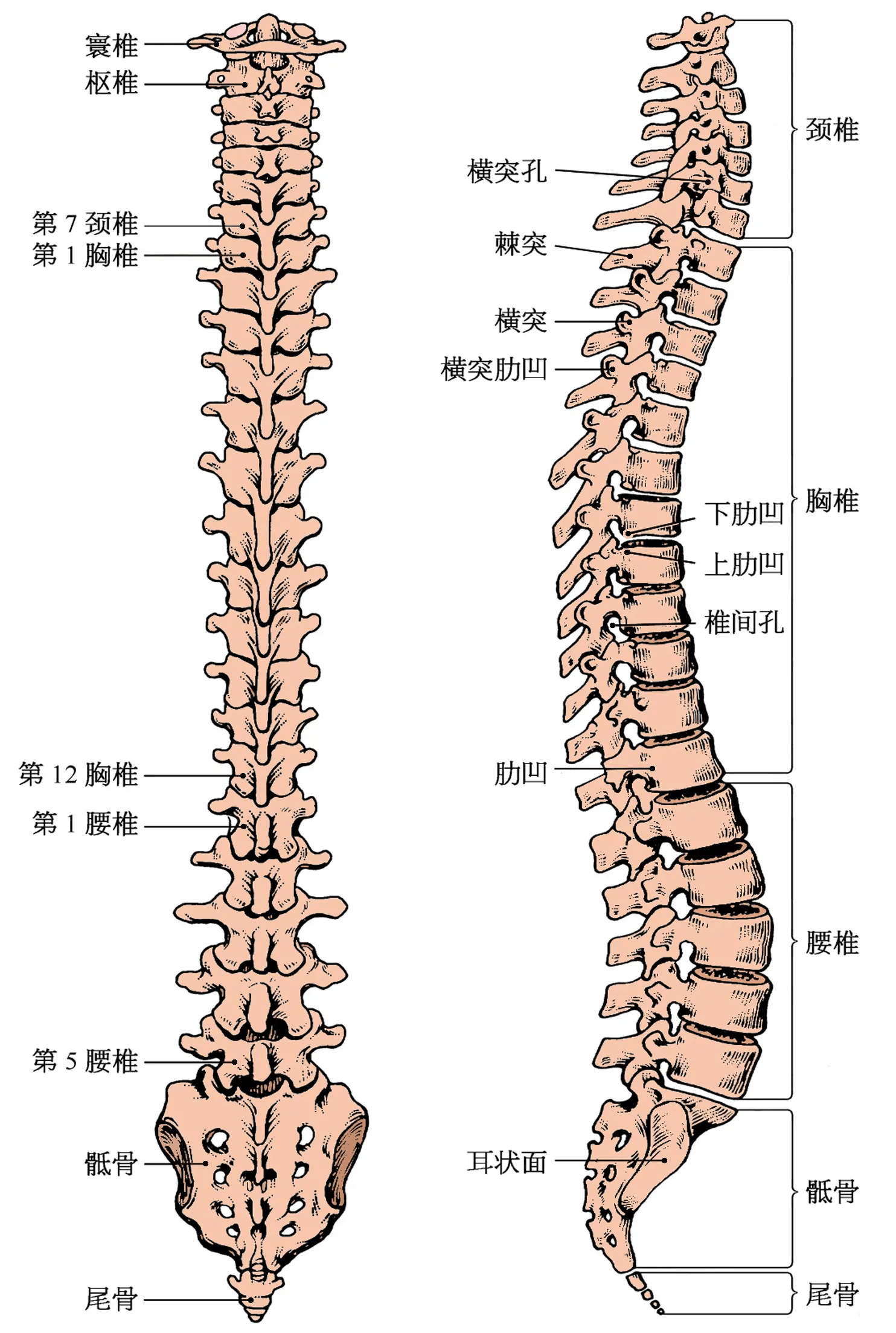 人体椎体位置图图片