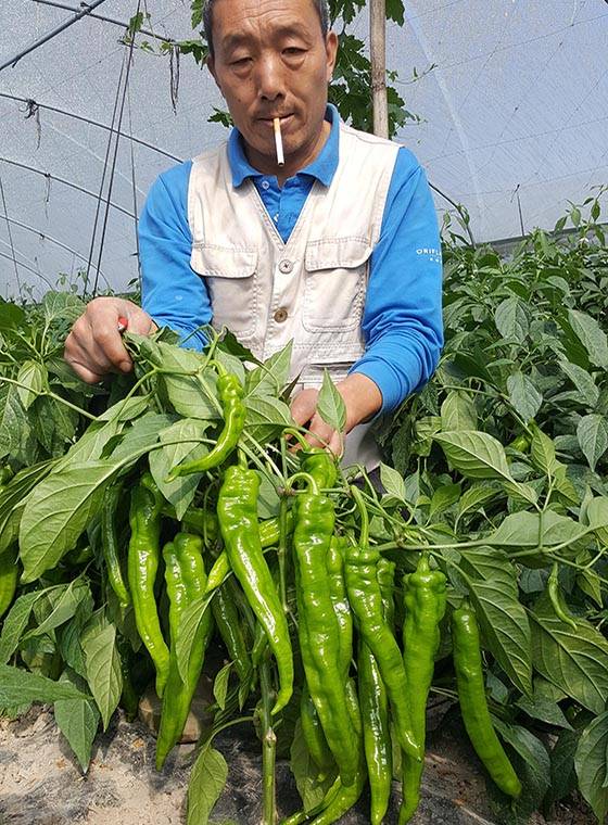 选择辣椒品种的时候,一方面是需要关注哪个品种的辣椒产量相比更高,另