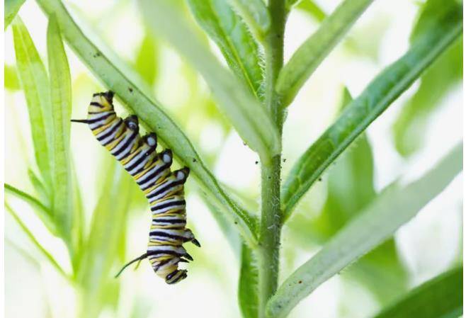 蝴蝶和飞蛾的生命周期 毛毛虫 幼虫 阶段