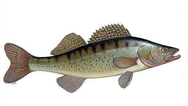 4 | 玻璃梭鲈 / walleye这里的海鲈鱼我有点搞不清,因为各个地方的海