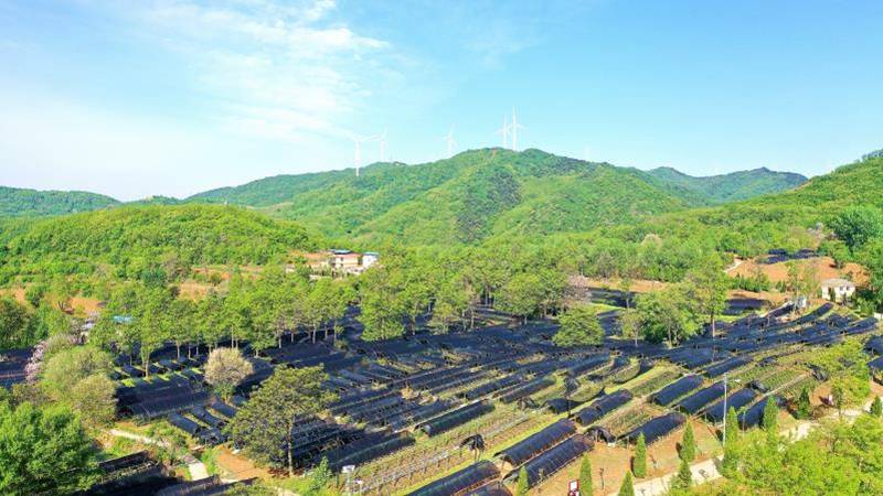 夏縣山西首家高山茶葉開園採摘