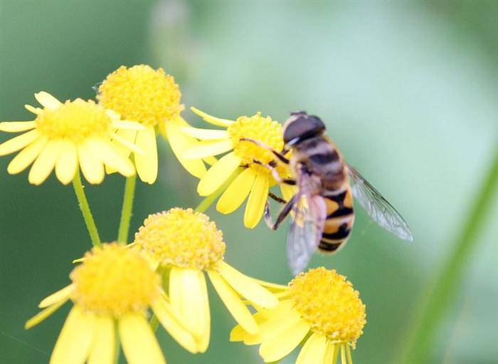 蜜蜂颂歌 文/周延锋现代诗歌美文美图_花男_果宝宝_美的
