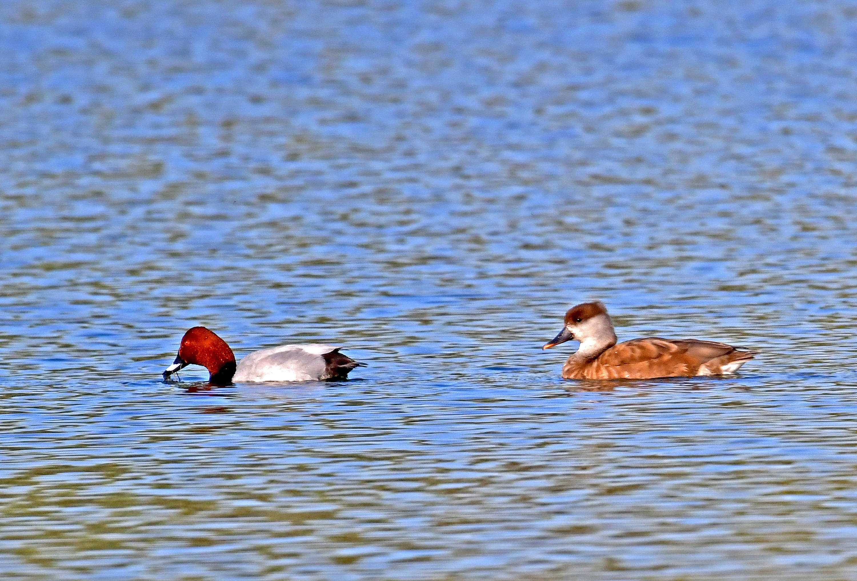 (五)春江水暖鸭先知——红头潜鸭