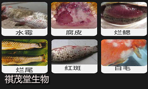 鱼烂鳃有什么特效药鱼的烂鳃病用什么药治疗治疗鱼烂鳃病的最有效方法