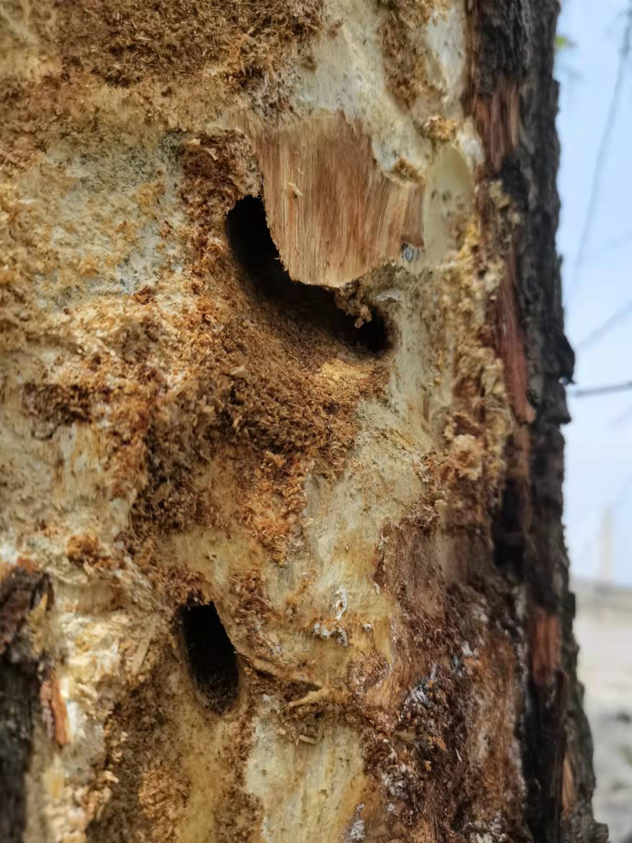 柳树天牛危害状四,使用方法:攻牛一瓶200ml兑水600斤水.