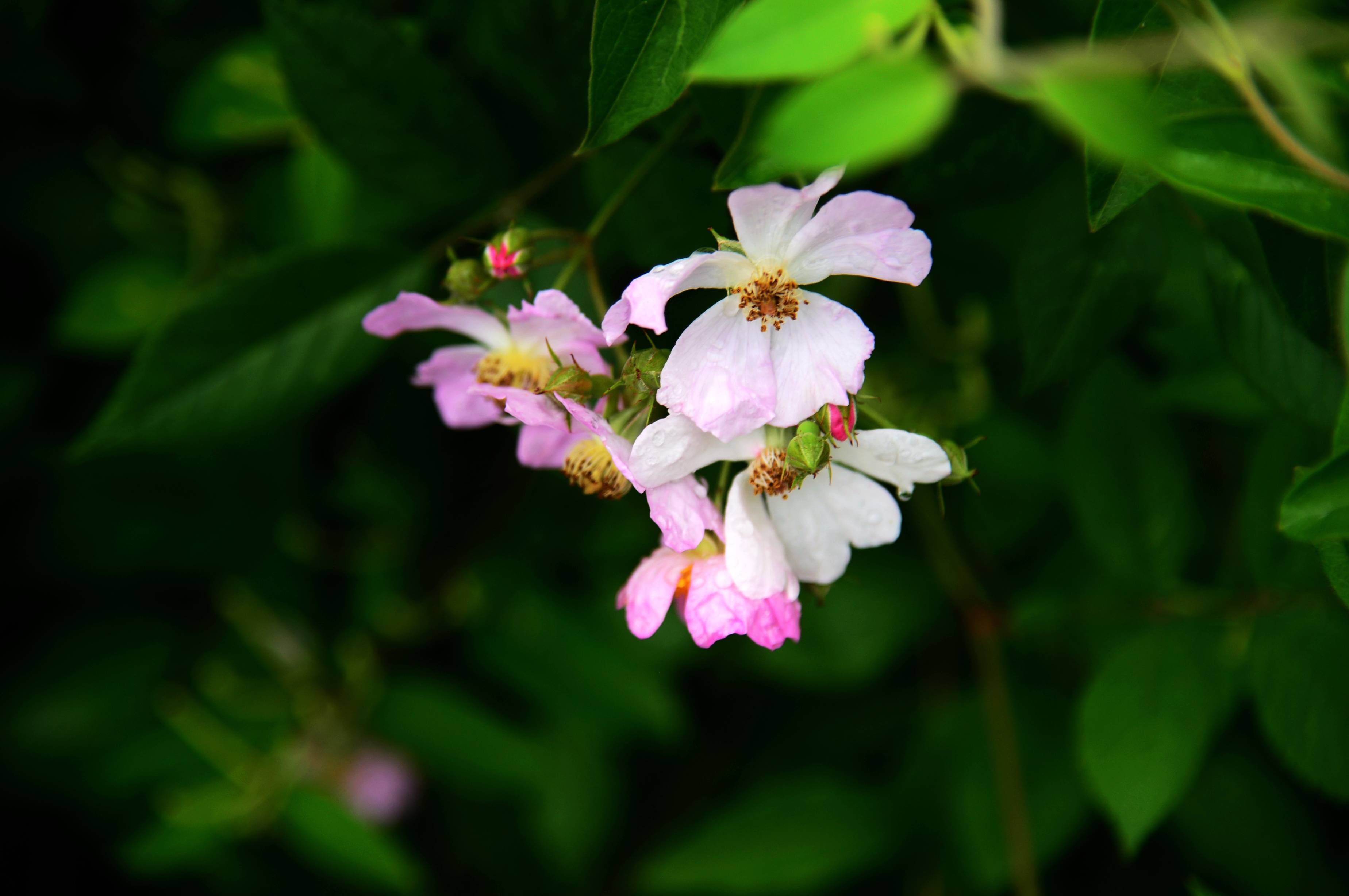 张家界龙尾巴粉团蔷薇花竞开组图