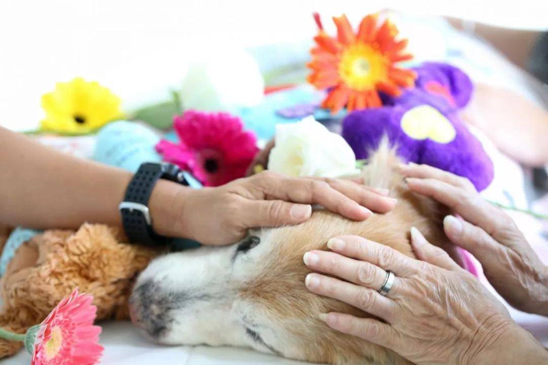 宠物去世后采用火化的方式，有哪些好处？_殡葬_进行_环保