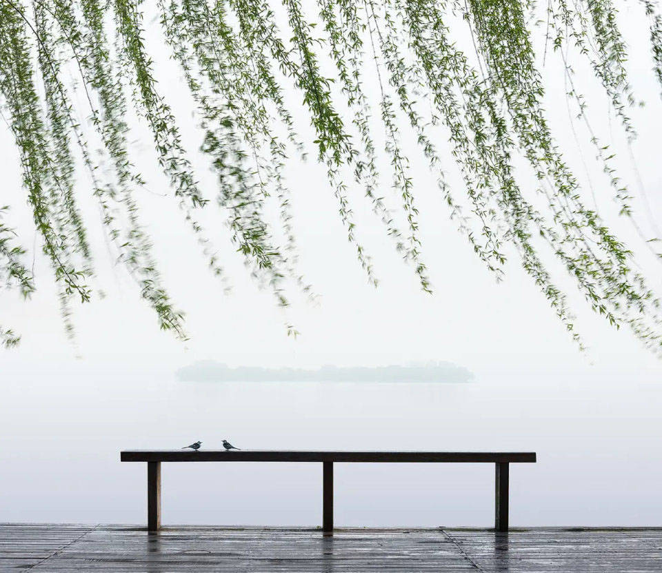 杭州西湖边柳树被换成月季惹争议，网友称人文意象没了