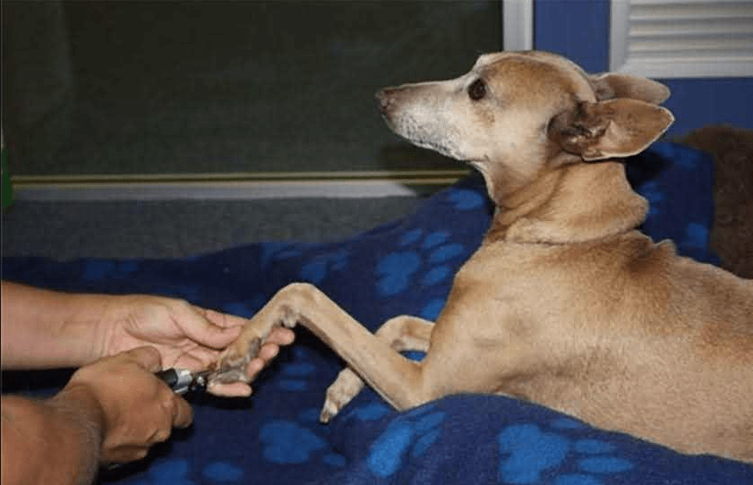 狗狗_关节_进行