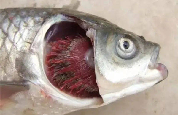 引起鱼浮头的原因及解决措施养殖户们一定要知道