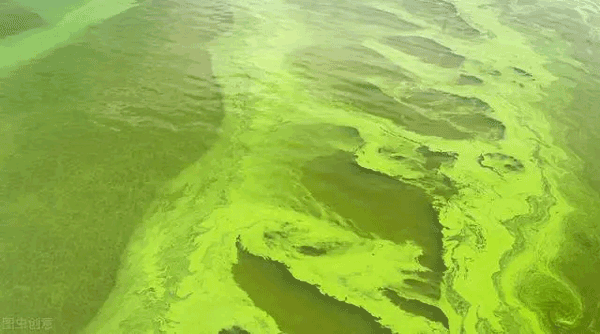 渔有福蓝卫士蓝藻爆发的危害及防控措施