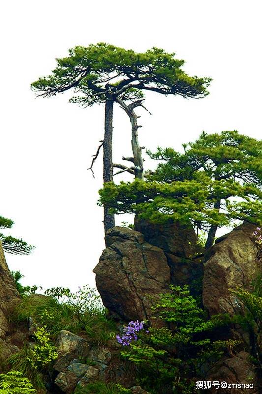 黄山奇松欣赏-搜狐大视野-搜狐新闻