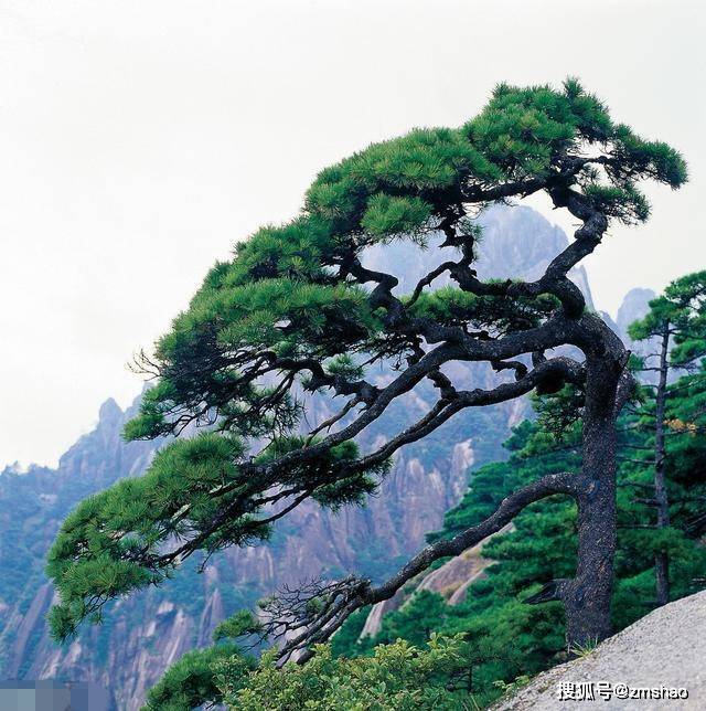 黄山奇松欣赏-搜狐大视野-搜狐新闻