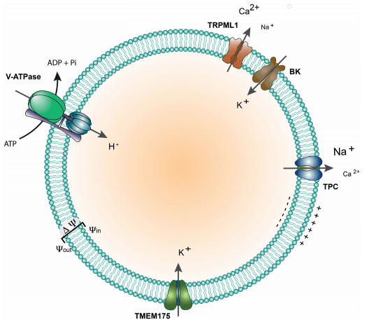 靶向治疗罕见病的新希望-离子通道trpml1_细胞_疾病_垃圾