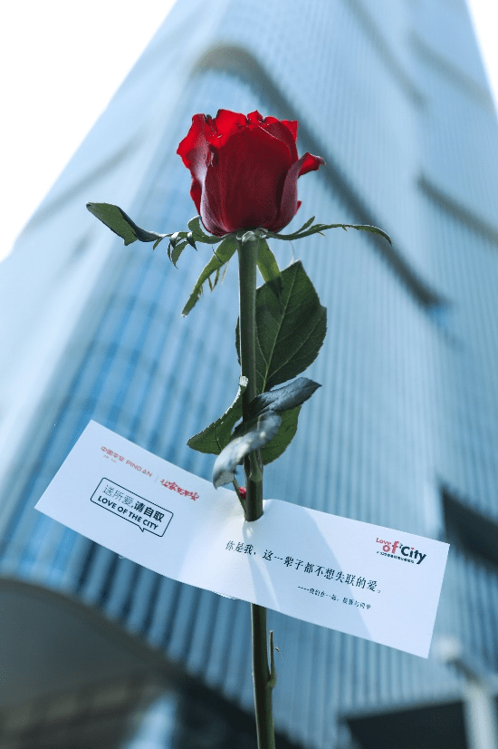 5月20日,"应急玫瑰",花开满城_大卫_活动_城市浪漫