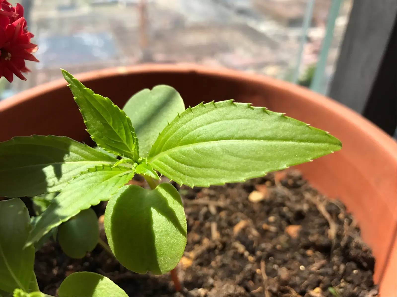 凤仙花叶子发黄怎么处理