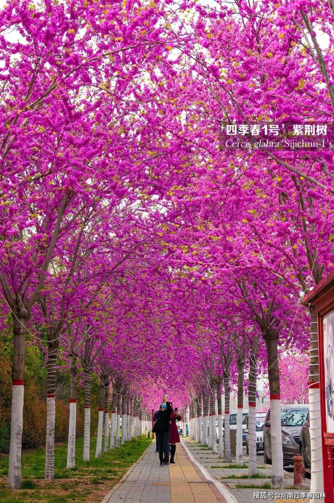 这种高颜值的行道树新品种,你还没听过吗?_道路_植物_抗逆性