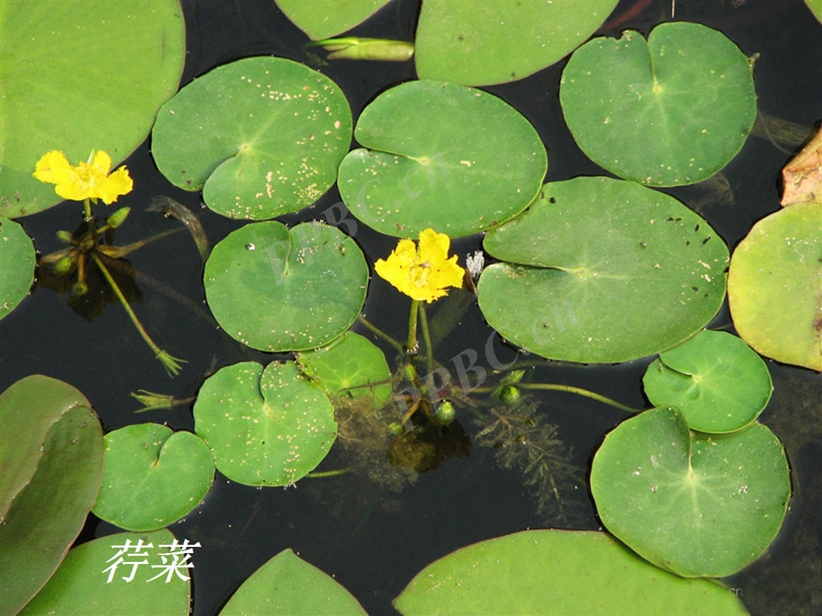 莕菜 莕菜属