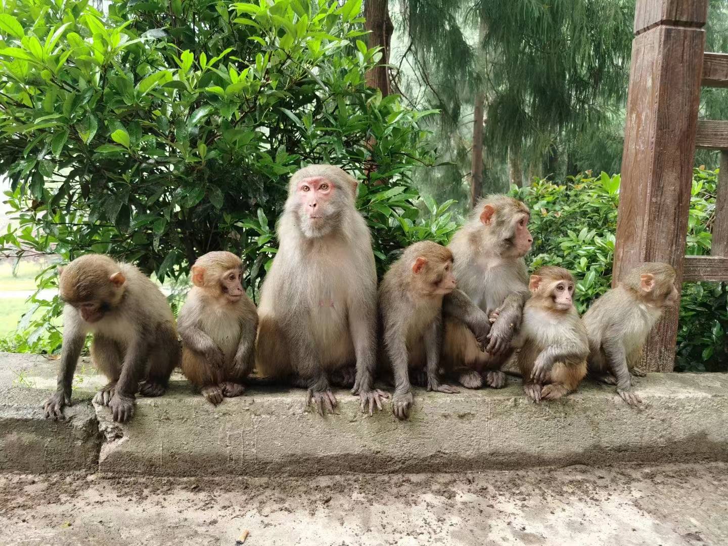 用营销思维破解张家界景区猴患治理难题的路径探索 