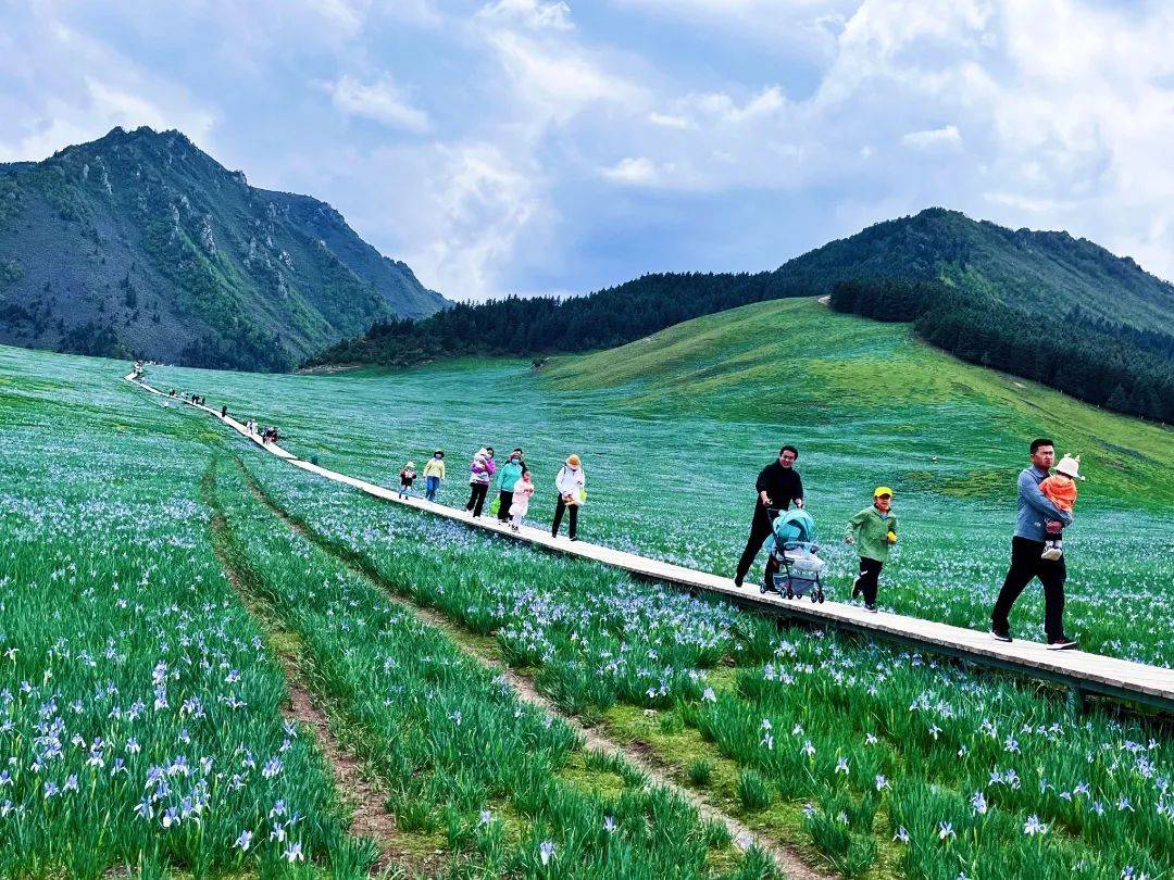 马兰花大草原景区电话图片