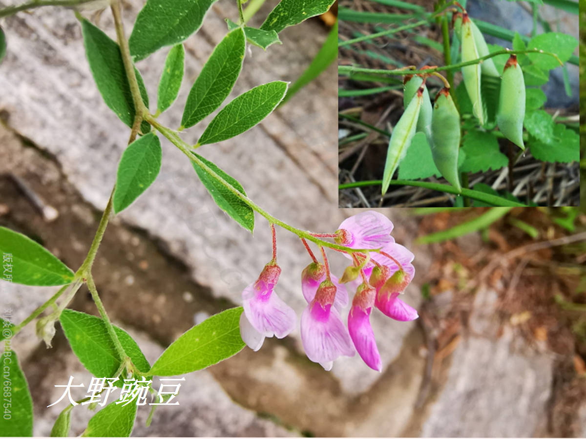 诗经里的植物辨识四十四薇真的是野豌豆吗