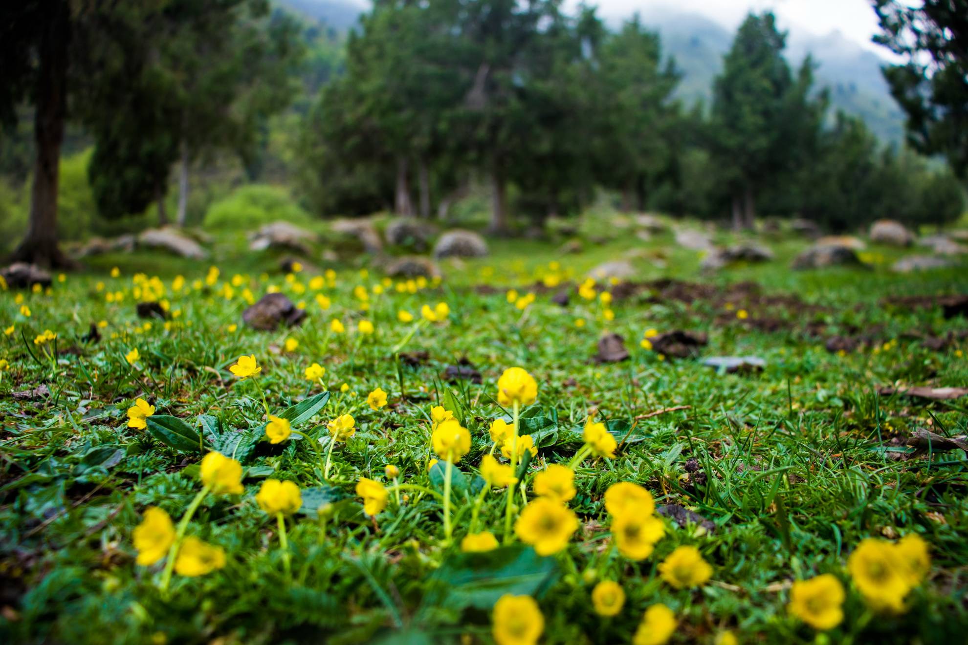 冰沟河秘境——尼美拉大峡谷_金乌_太阳_山谷