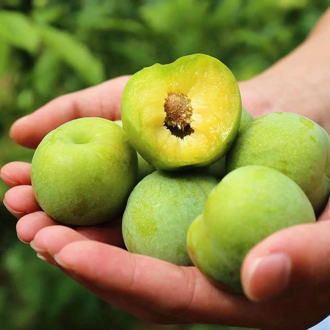 江西优农文化传媒有限公司—一口青脆李,一个夏天难忘的酸甜滋味_李子