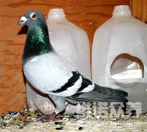 赛鸽比赛回来喂什么粮食最好,赛鸽高飞饲料配比_营养_维生素_鸽子