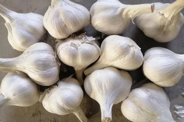 清白似玉的苍山大蒜