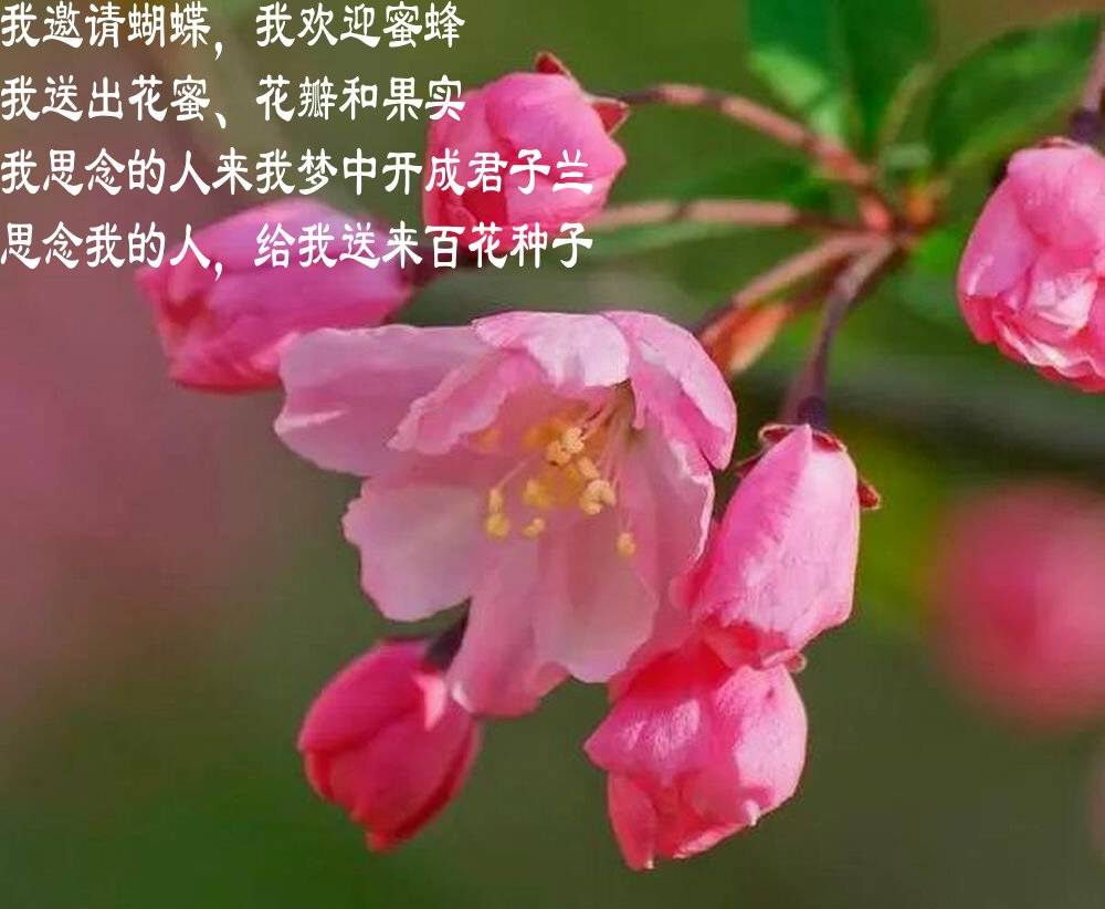 生命美丽世界就美丽文周延锋现代诗歌美文美图