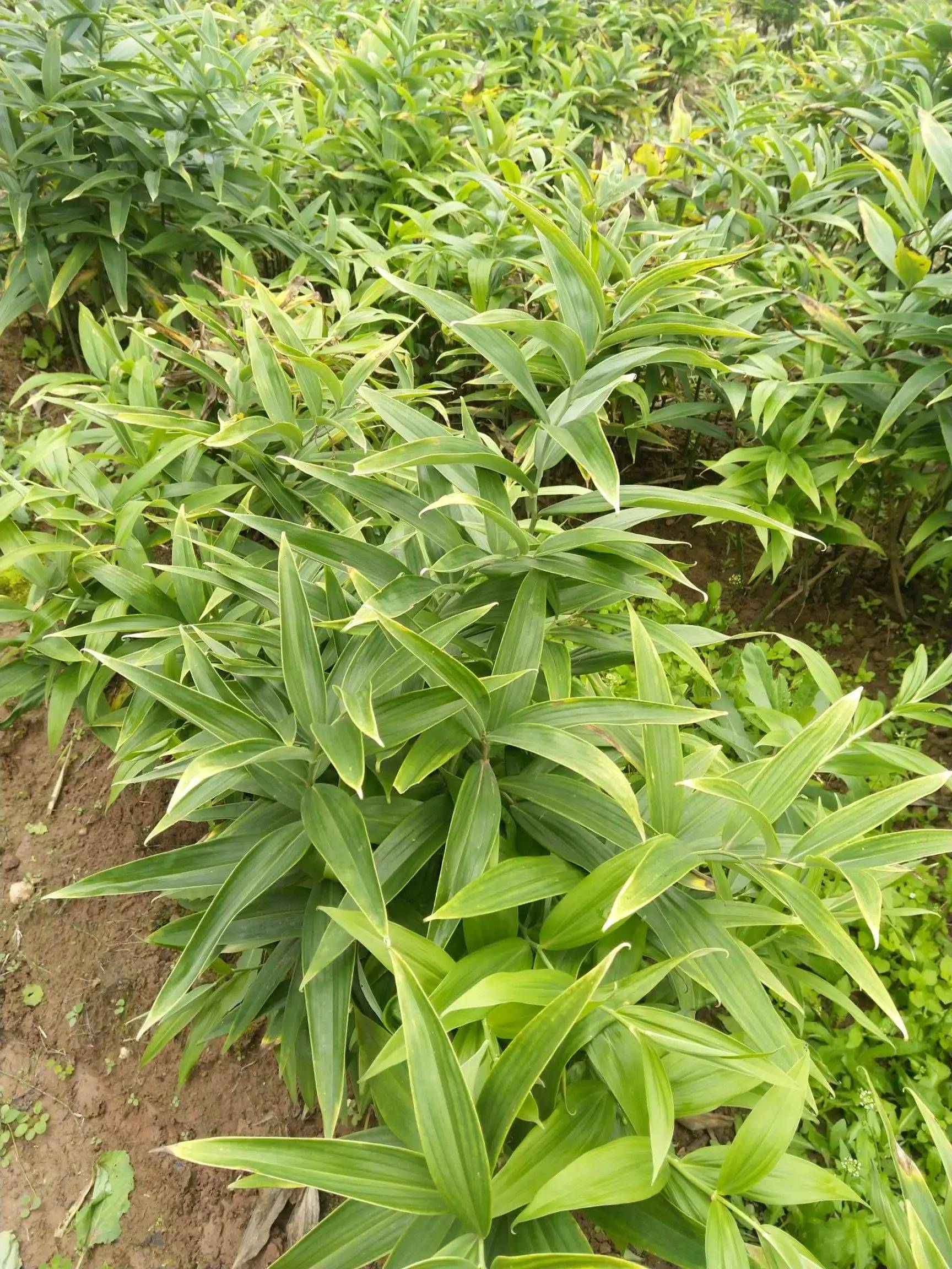 四川亿腾达现代农业科技有限公司白芨种植前景好不好?
