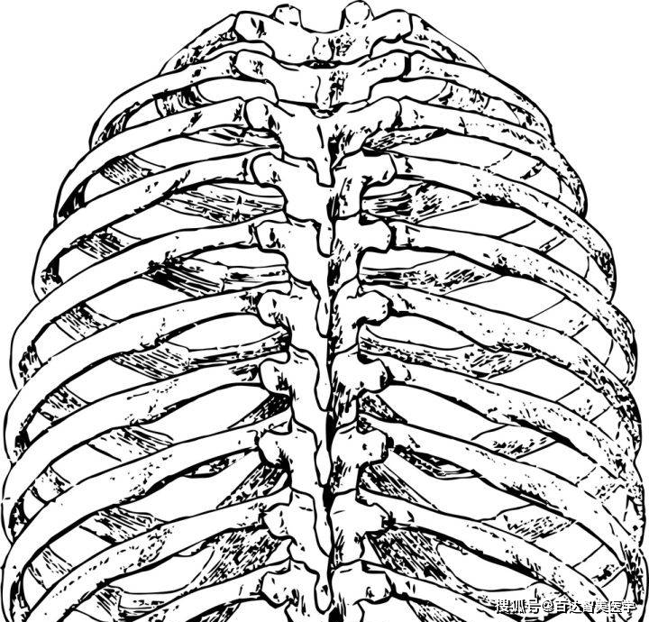 肋骨骨折解剖图图片