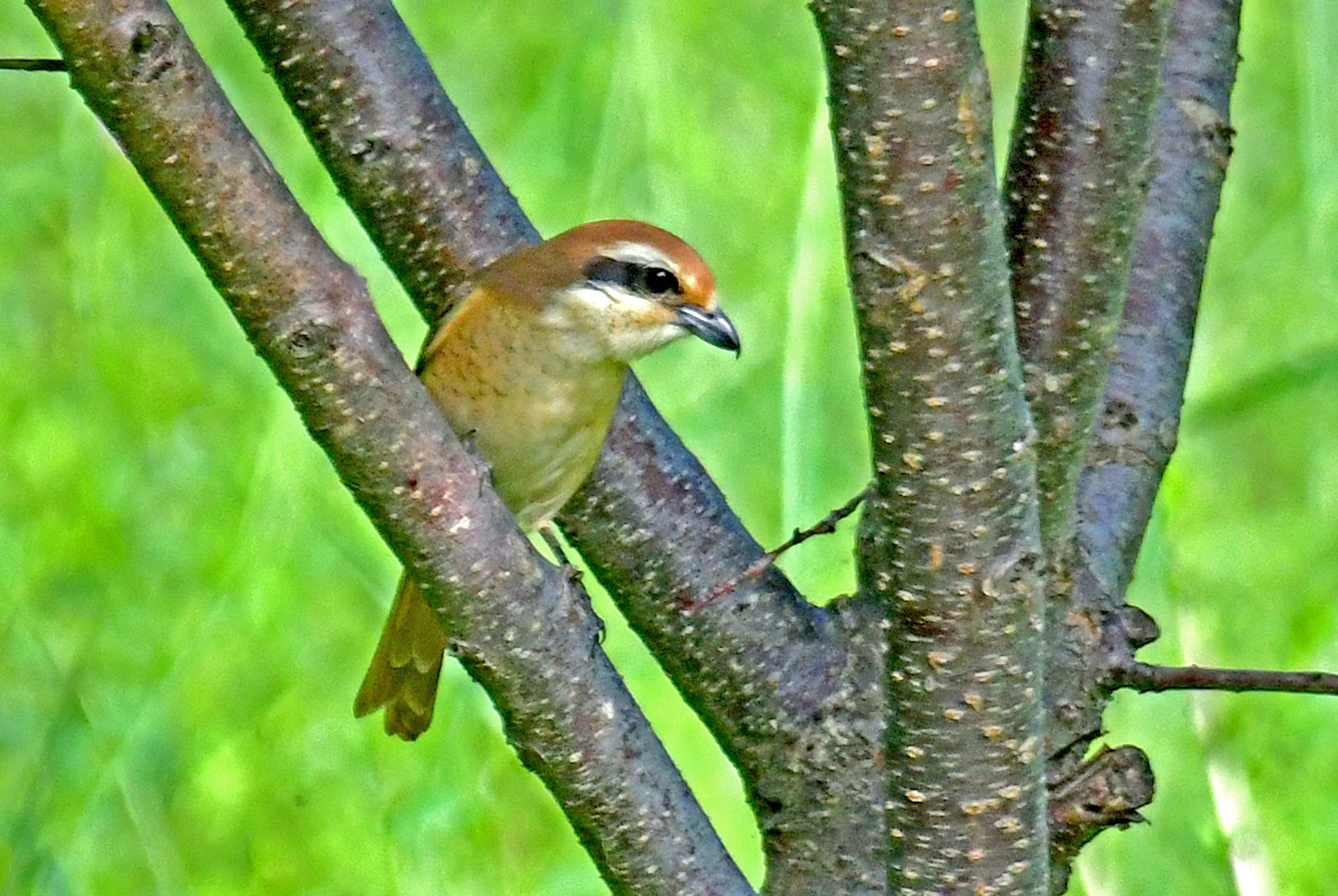 红尾伯劳——重要的农林益鸟(六)_保护_鸟类_平原地带