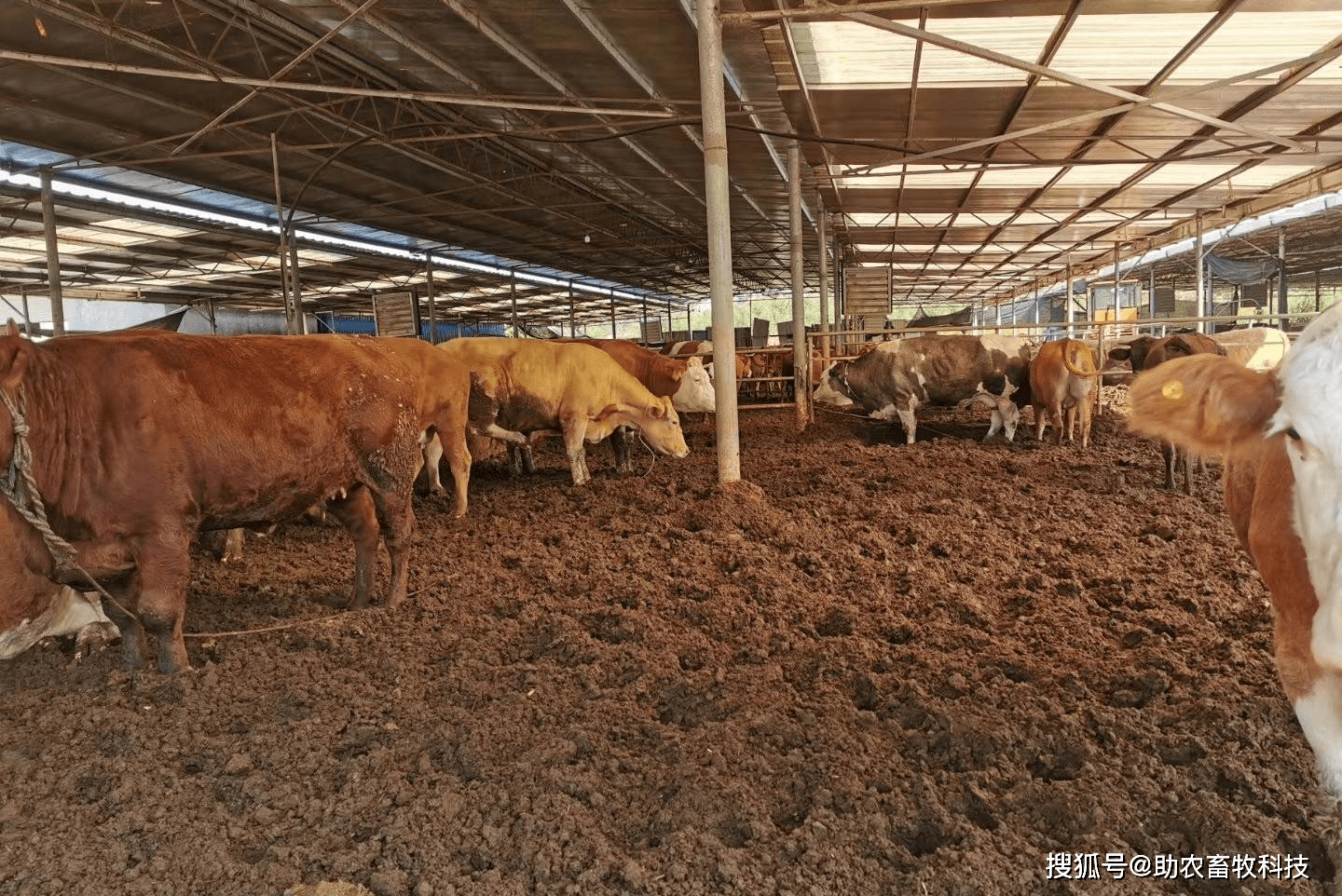 广西中小肉牛养殖场普遍采用薄垫料生物发酵床技术